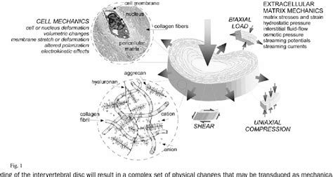 mechanobiology of the intervertebral disc